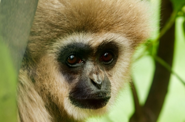 Le Gibbon